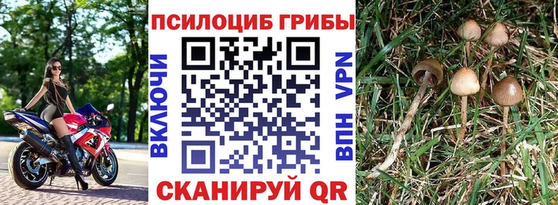 Псилоцибиновые грибы Psilocybine cubensis  MEGA как зайти  Можайск  что такое наркотик 